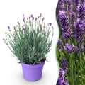 Lavandula angustifolia Munstead, Lavendel, Winterhart, Violett, 1 Pflanze, Topf 12 cm, 15-25 cm