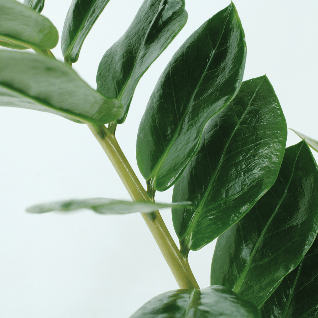 2x Zamioculcas Zamiifolia, Smaragdpalme, 50 cm, Ø14 cm