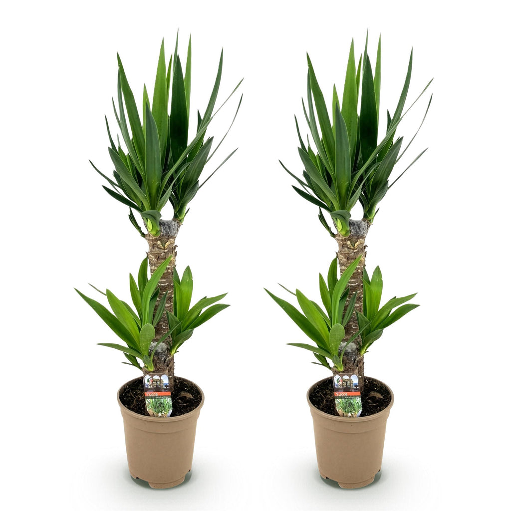 Yucca elephantipes, Yucca, Wenig Pflege, Grün, 2, Topf 17 cm, 75 cm