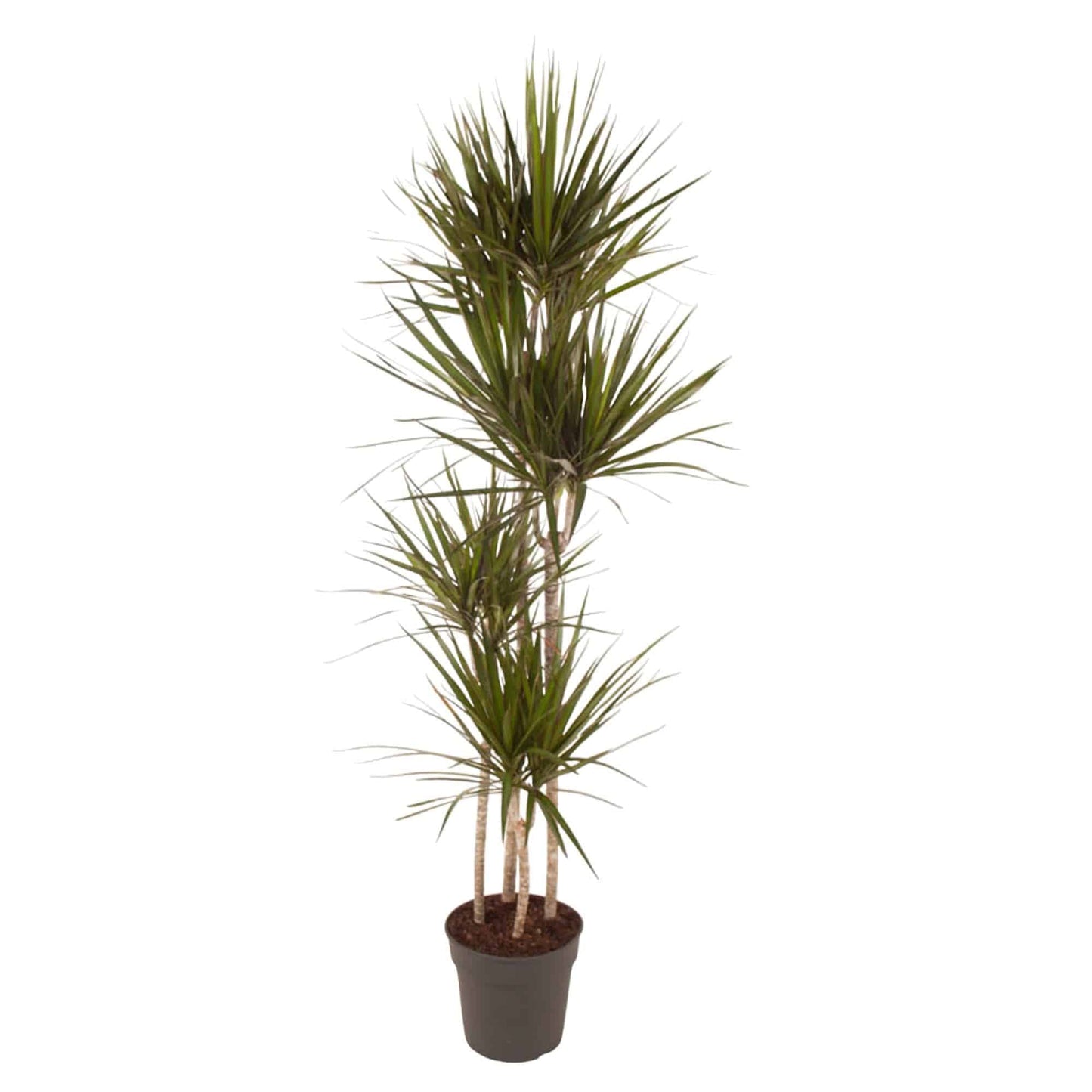 Dracaena Marginata – 180 cm – Ø27 - Botanic-Vibes