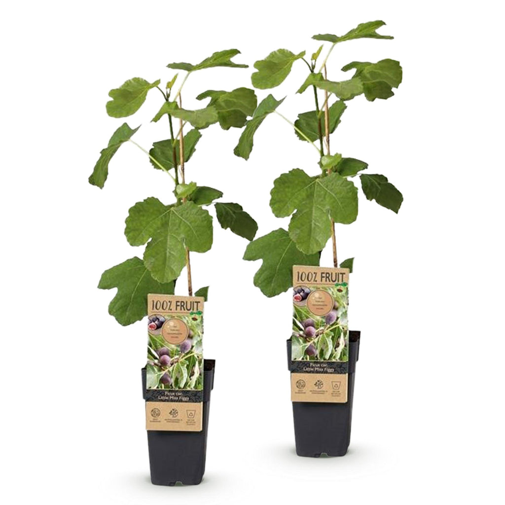 Obstbaum, Ficus caria Little miss Figgy, Feigenbaum, Winterhart, Rote Frucht, 2 Pflanzen, Topf 15 cm, 50 cm