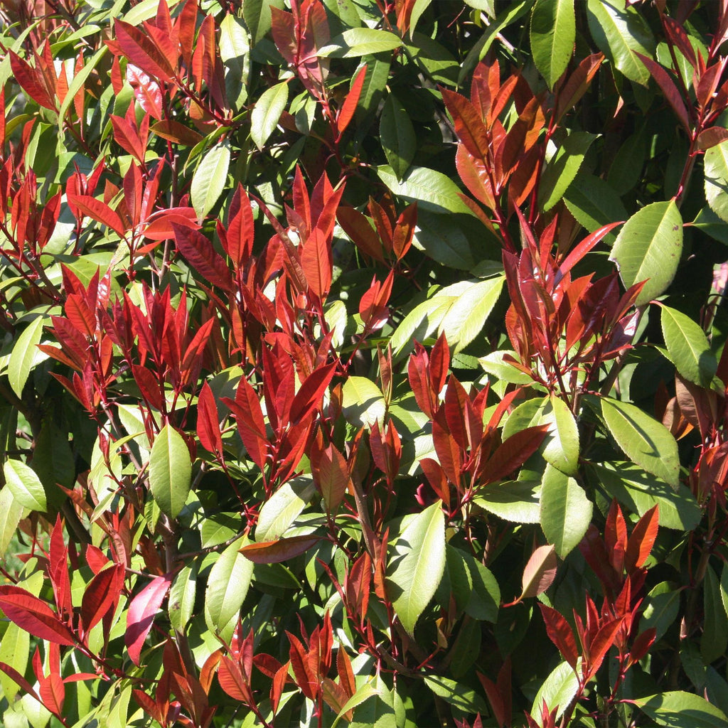 Pflanze auf Stamm, Photinia fraseri Carre Rouge, Terrassenpflanze, Immergrün, Winterhart, Grün-Rotes Blatt, Topf 19 cm 90 cm