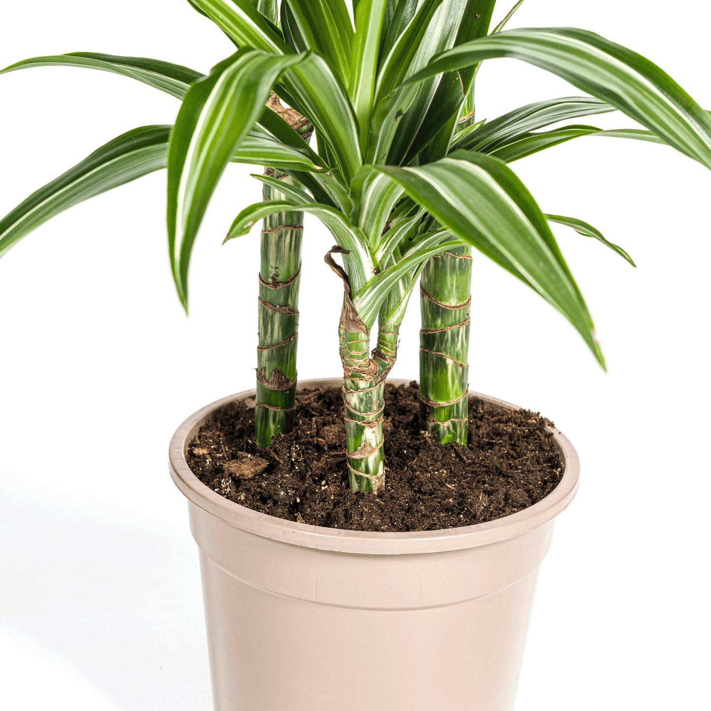 Dracaena Deremensis White Stripe Ø21cm - ↕90 - 110cm - Botanic-Vibes