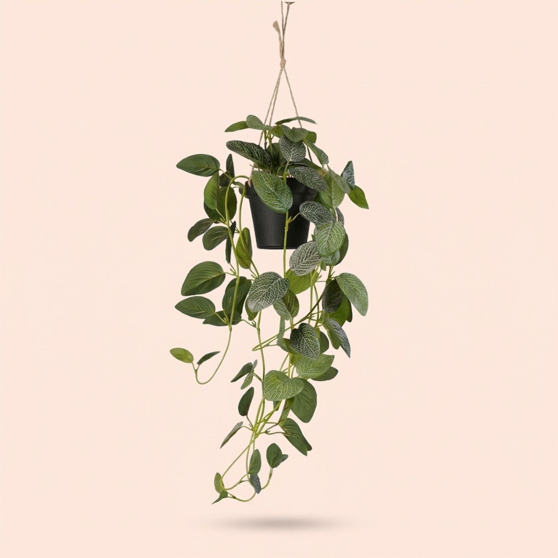 Fittonia, Hängepflanze im Topf, 70 cm, Kunstpflanze