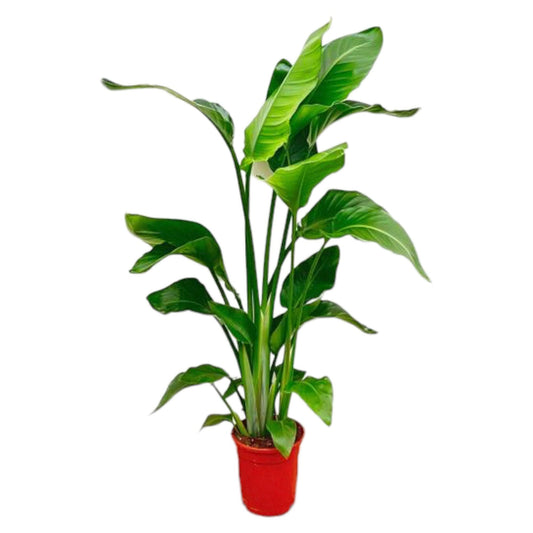 Strelitzia nicolai – 70–90 cm – Ø17