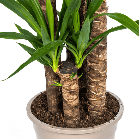 Yucca Elephantipes Ø27cm - ↕150 - 170cm - Botanic-Vibes