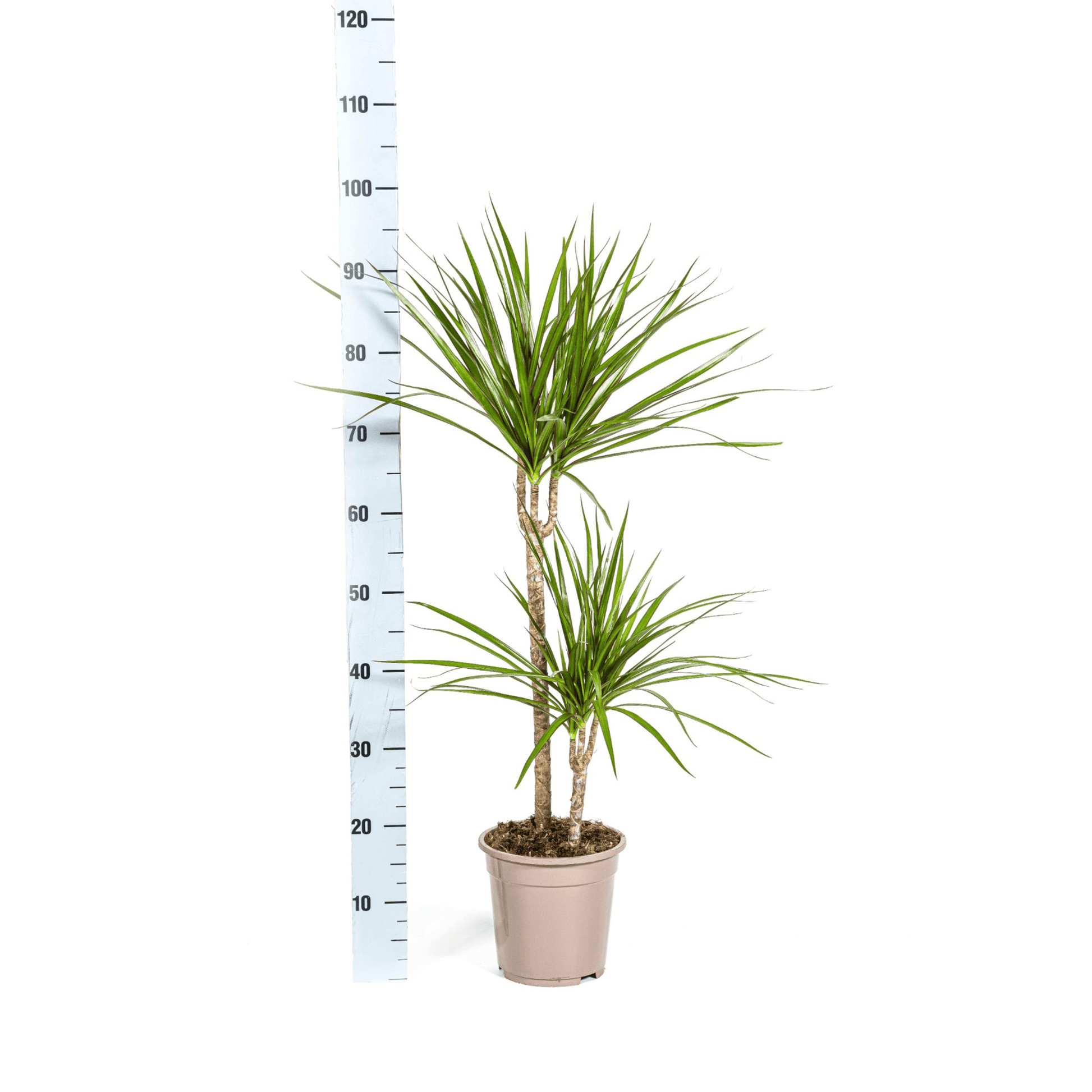 Dracaena Marginata Green Ø19cm - ↕70 - 90cm - Botanic-Vibes