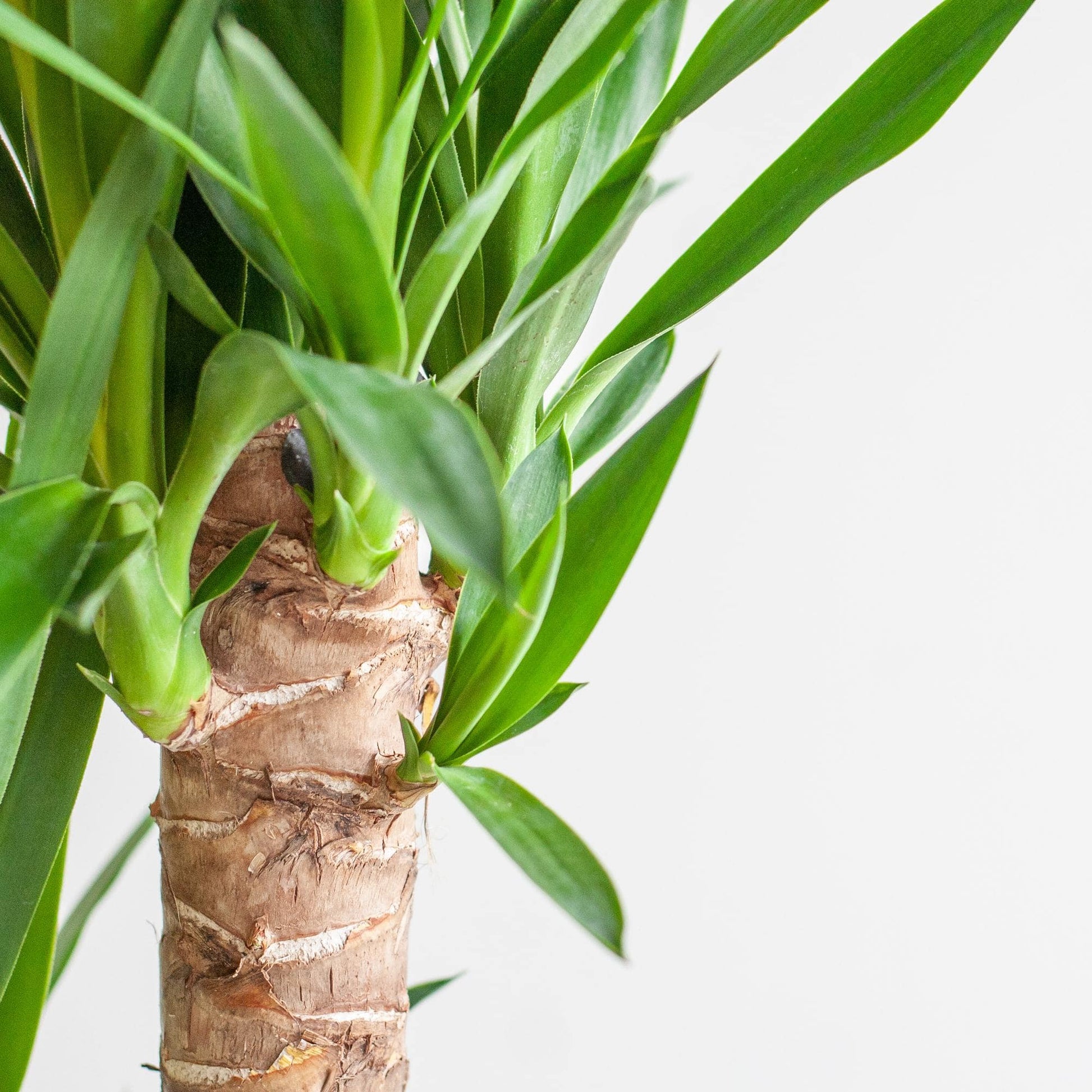 Dracaena  Janet Lindt mit Viber Weiß - 95cm - Ø21 - Botanic-Vibes