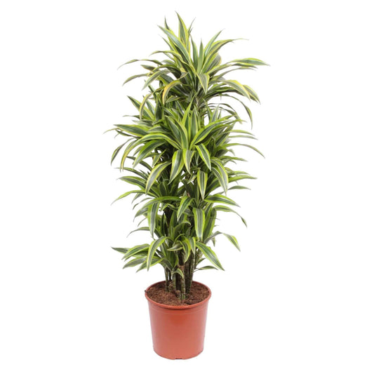 Dracaena Lemon Lime – 150 cm – Ø30 - Botanic-Vibes
