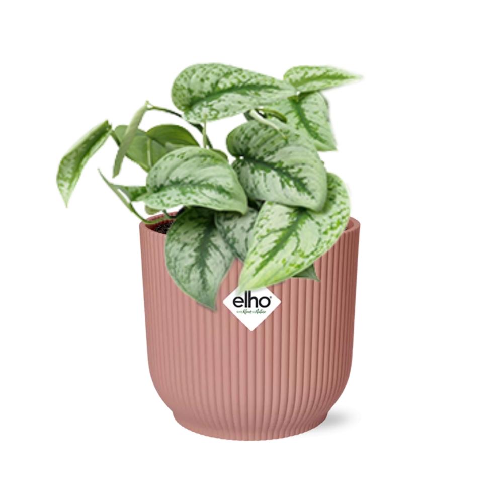 Scindapsus Pictus ‘Trebie’ im ELHO Vibes Fold, 14 cm, rosa