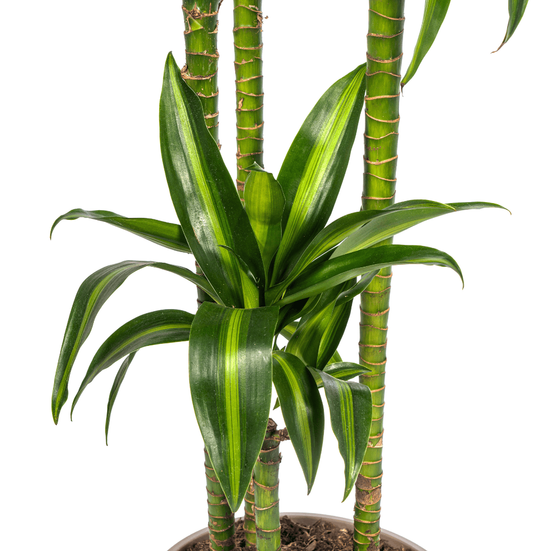 Dracaena Deremensis Hawaiian Sunshine Ø27cm - ↕170 - 190cm - Botanic-Vibes