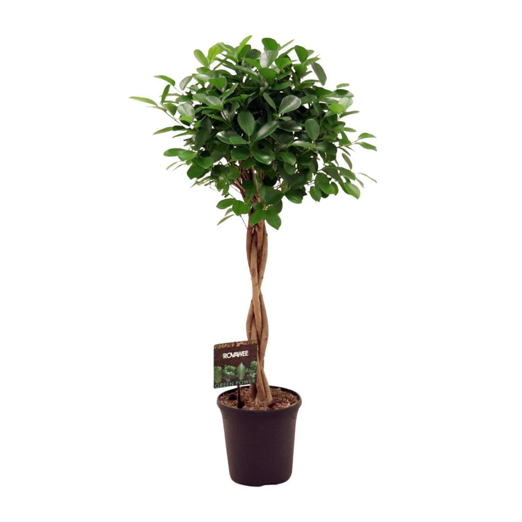 Ficus Micr. Moclame, Ø23 cm, 110 cm