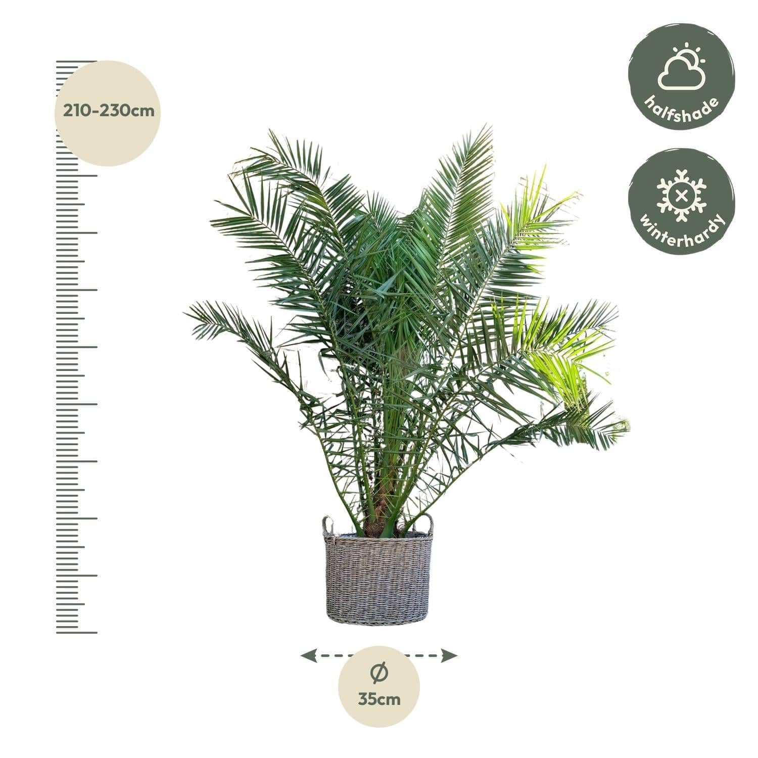 Phoenix canariensis – 300 cm – Ø50 - Botanic-Vibes