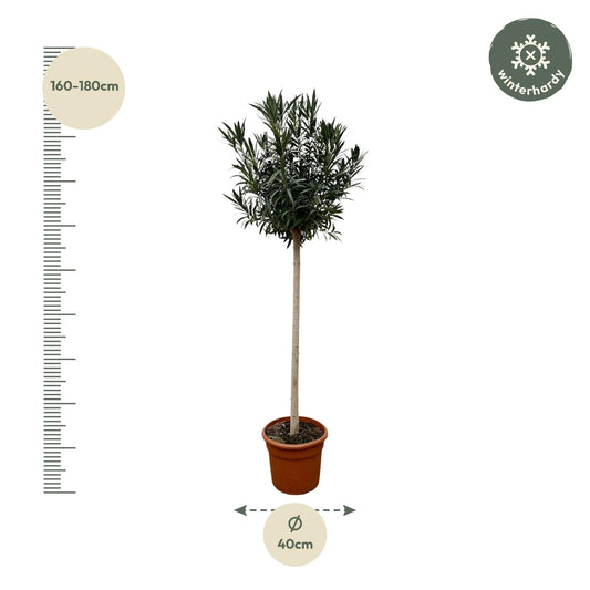 Nerium oleander auf Stamm mit roter Blüte – 170 cm – Ø40