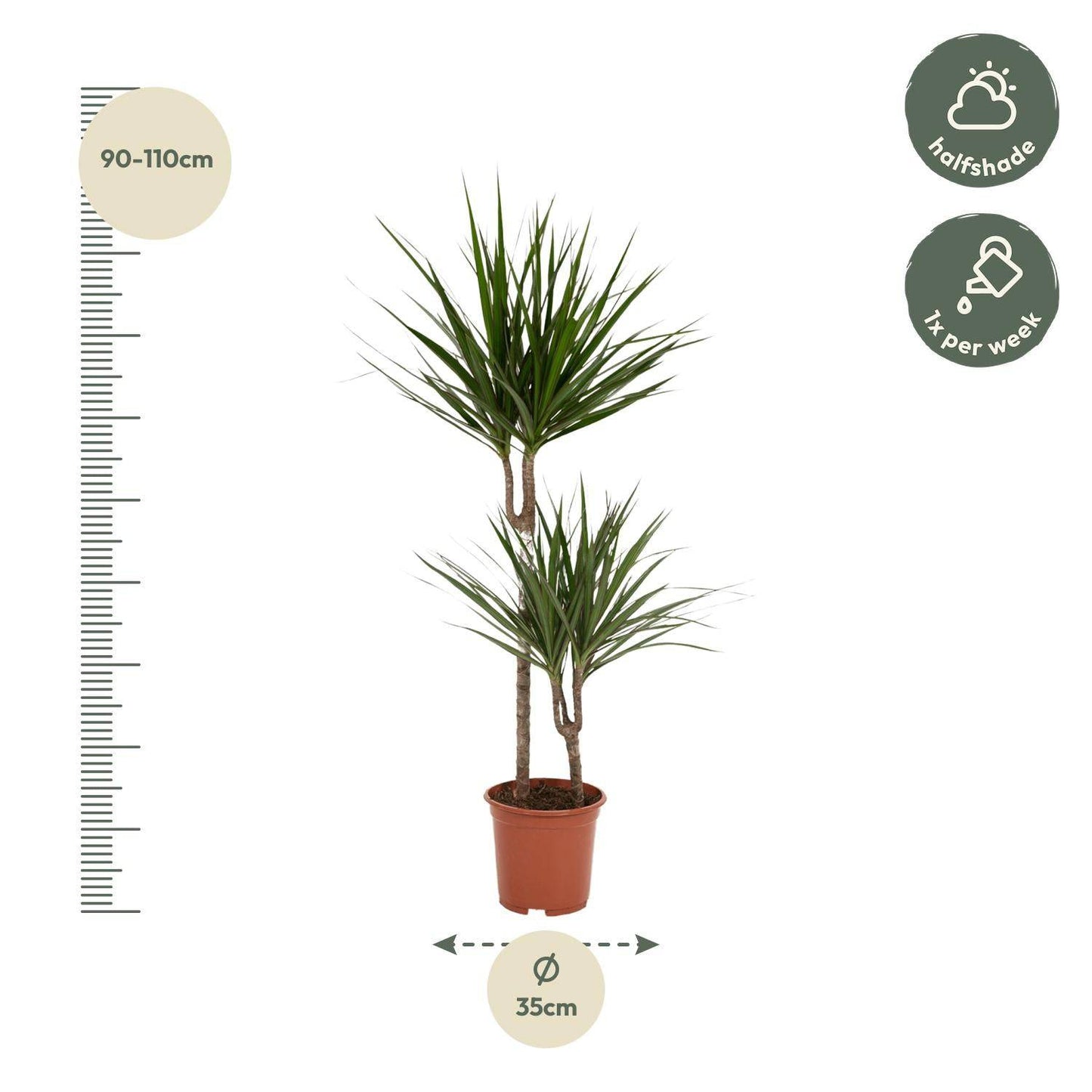 Dracaena Marginata – Ø19 – 100 cm - Botanic-Vibes