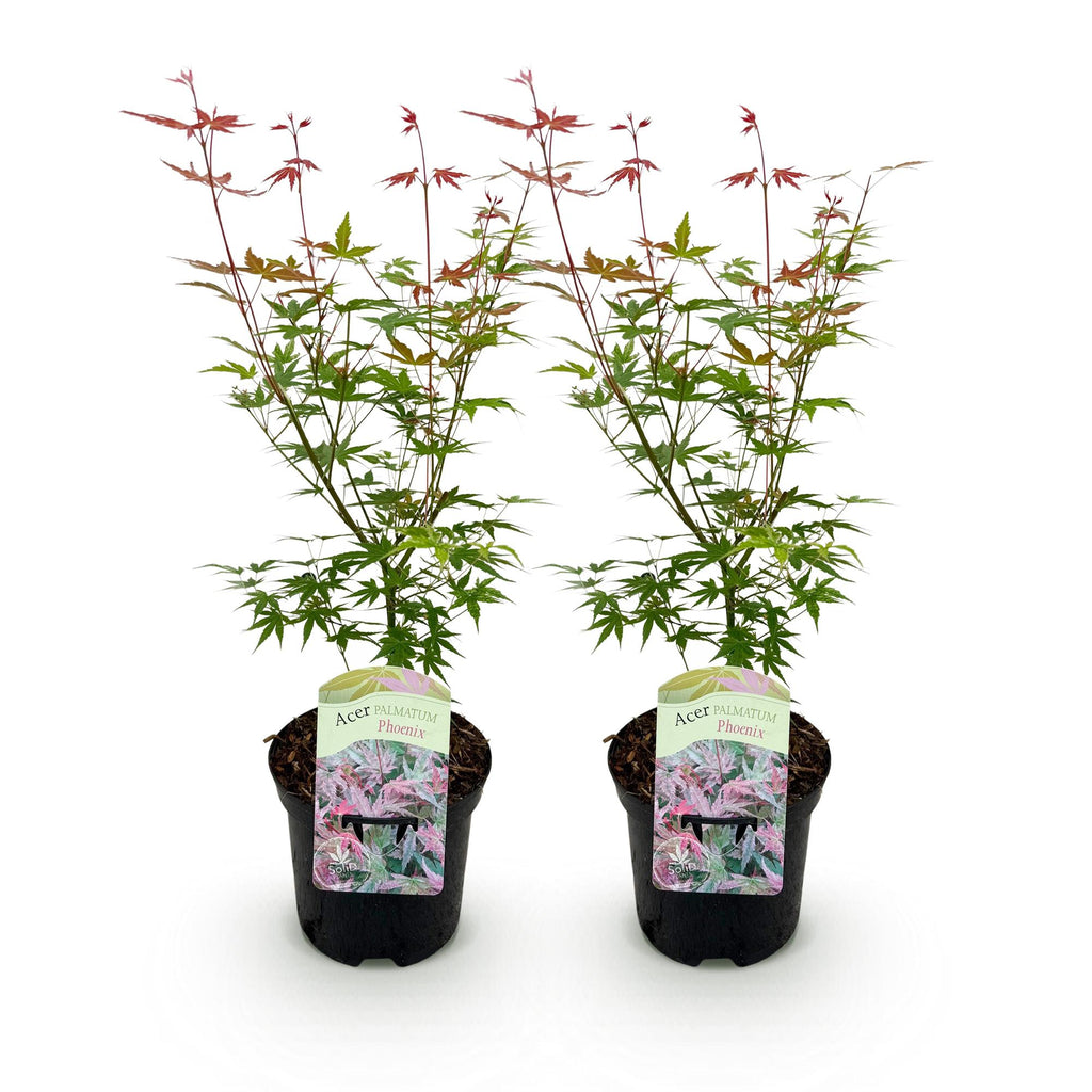 GreenboutiQ, Balkonpflanze, Japanischer Ahorn, Acer palmatum Phoenix, Rosa, Laubabwerfend, Topf 19cm Höhe 70cm