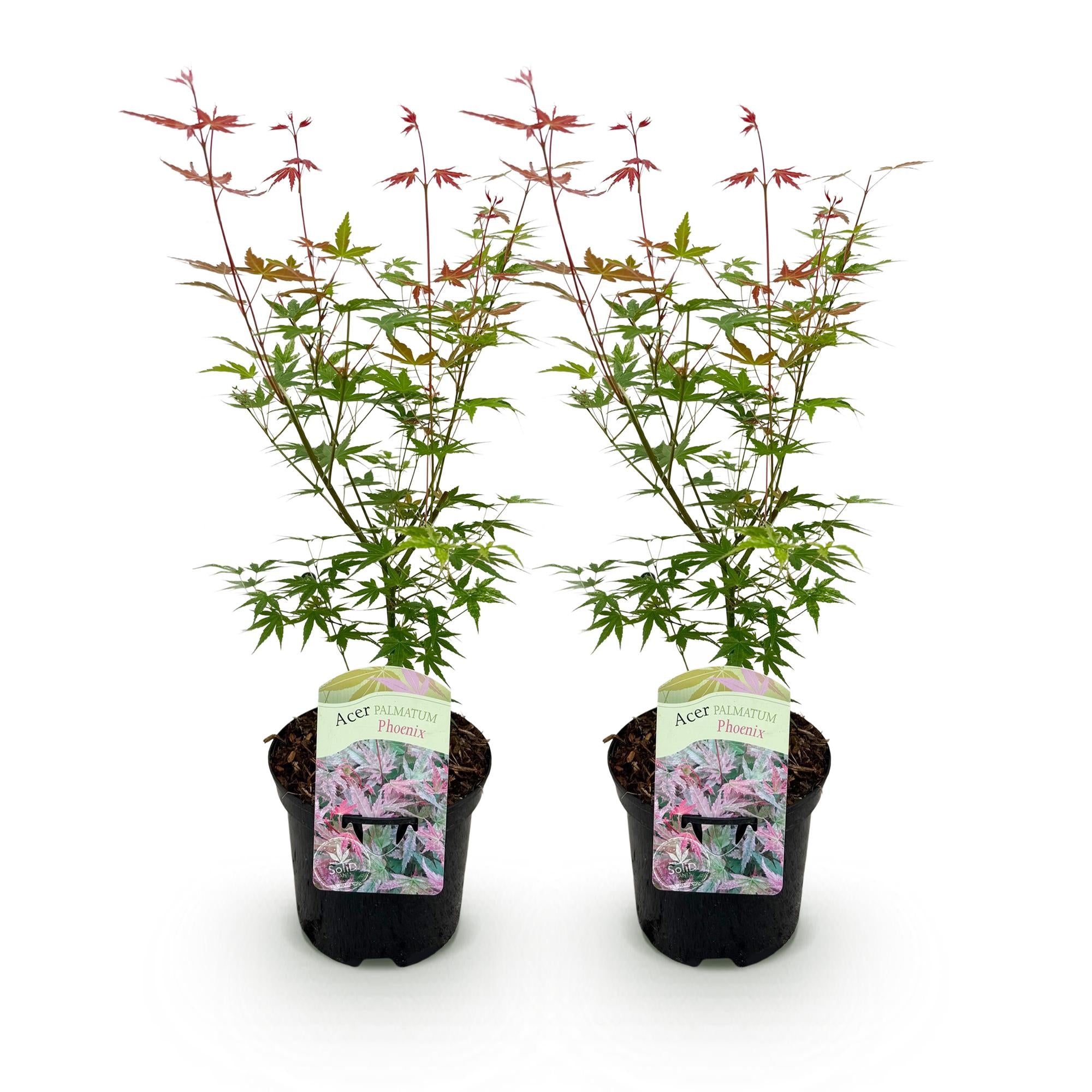 GreenboutiQ, Balkonpflanze, Japanischer Ahorn, Acer palmatum Phoenix, Rosa, Laubabwerfend, Topf 19cm Höhe 70cm