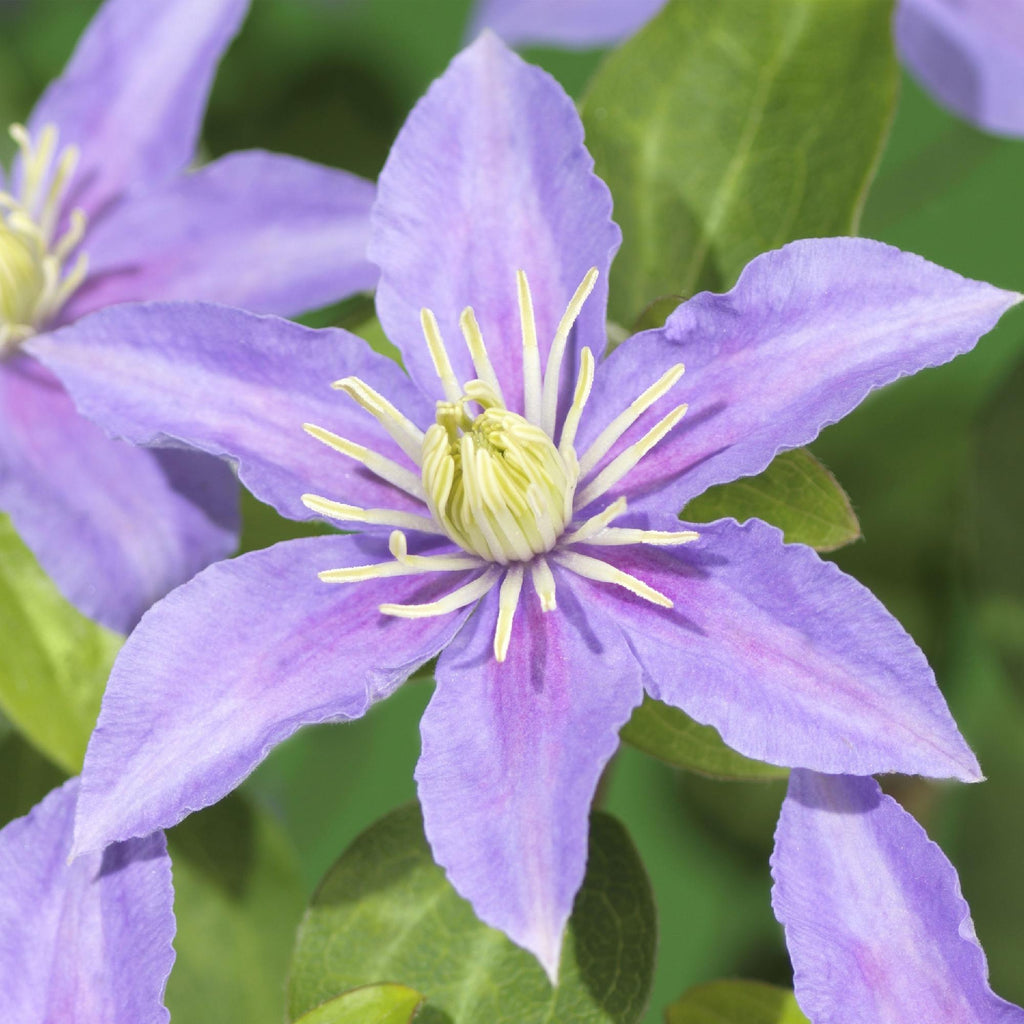 Kletterpflanze, Clematis Justa, Blüte Hellblau, Wenig Pflege, 2 Pflanzen, Topf 11 cm 40 cm