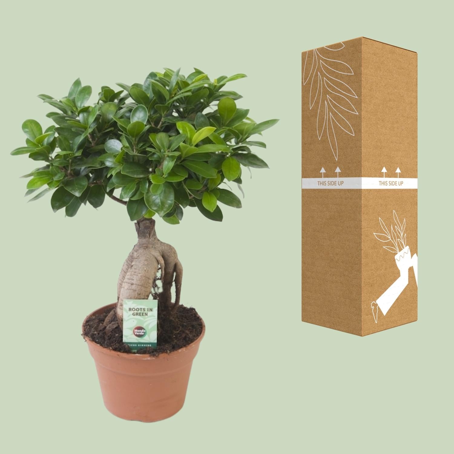 Ficus Ginseng, Ø17 cm, 40 cm