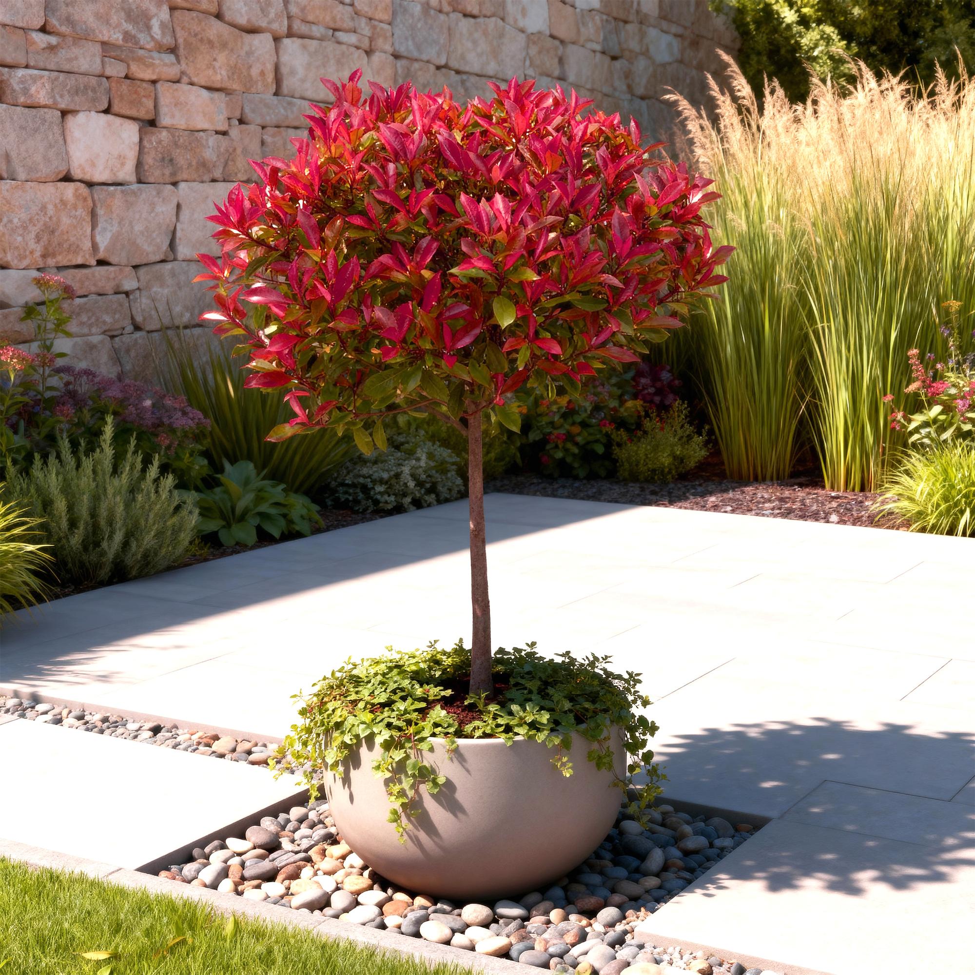 Pflanze auf Stamm, Photinia fraseri Carre Rouge, Terrassenpflanze, Immergrün, Winterhart, Grün-Rotes Blatt, Topf 19 cm 90 cm