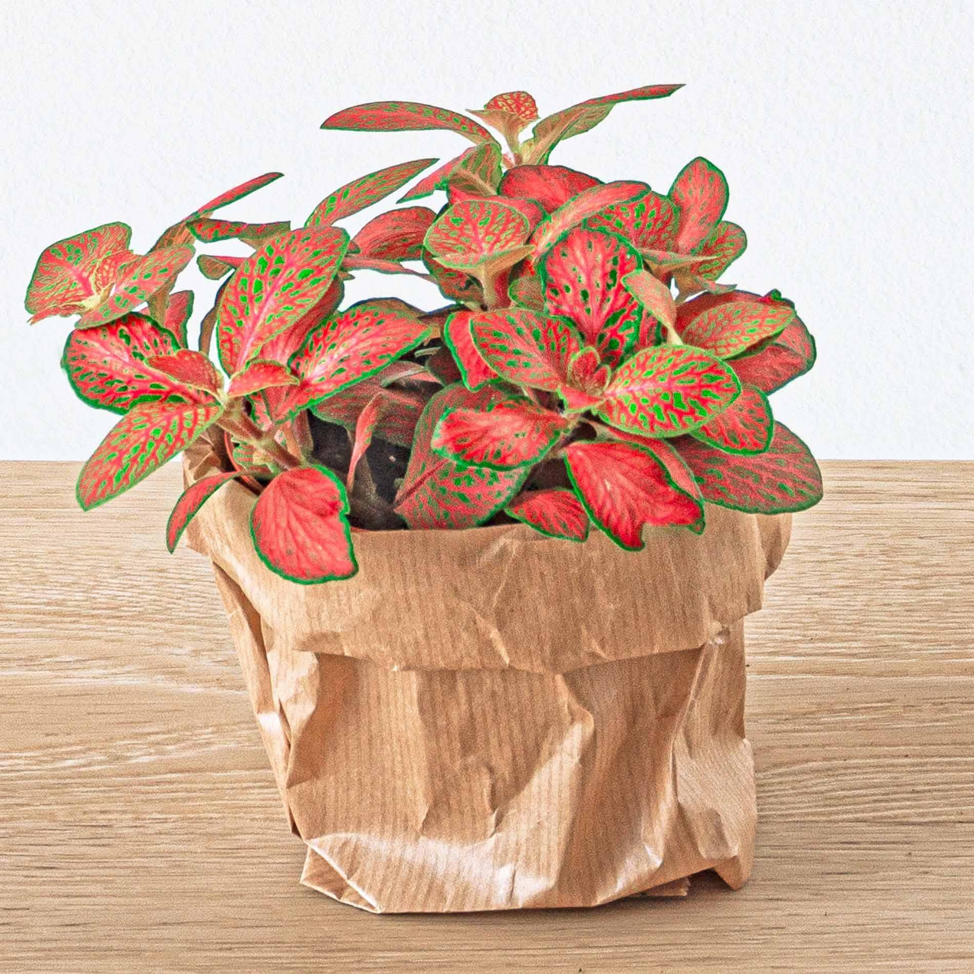 Terrarium-Set – Calathea Lancifolia – Nachfüllung & Starterset – DIY - Botanic-Vibes