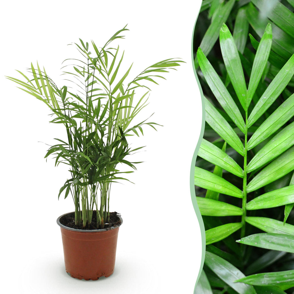 Green boutiQ, Zimmerpflanze, Chamaedorea elegans, Goldpalme, Haustierfreundliche Pflanze, Grün, Topf 12cm, Höhe 15cm