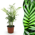 Green boutiQ, Zimmerpflanze, Chamaedorea elegans, Goldpalme, Haustierfreundliche Pflanze, Grün, Topf 12cm, Höhe 15cm