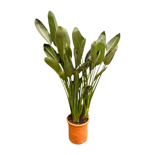 Strelitzia reginae xxl – 200cm – Ø50