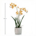Renanthera Orchidee gelb & Oranje im Topf, 56 cm, Kunstpflanze