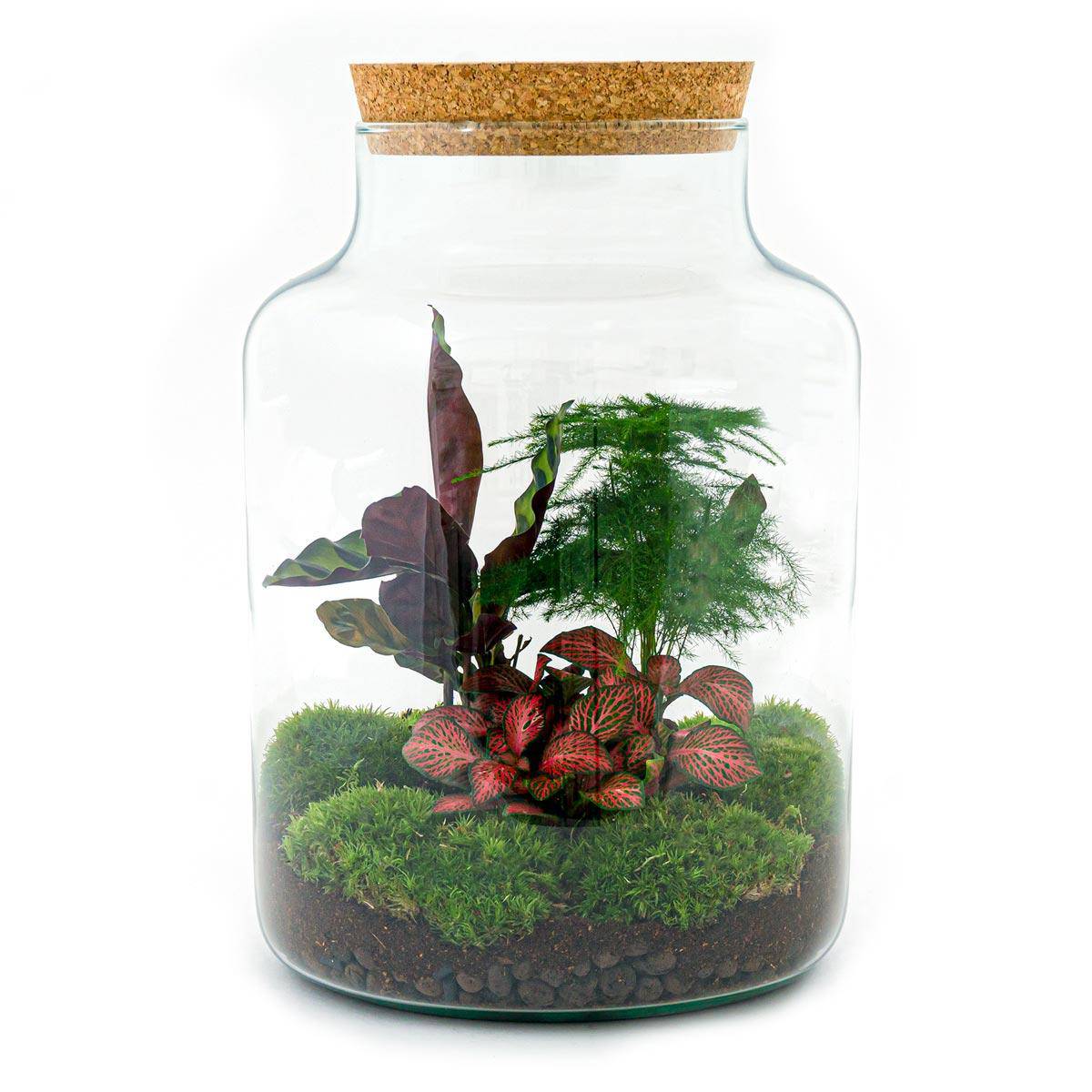 Flaschengarten – Milky – 30 cm – Standardausführung - Botanic-Vibes