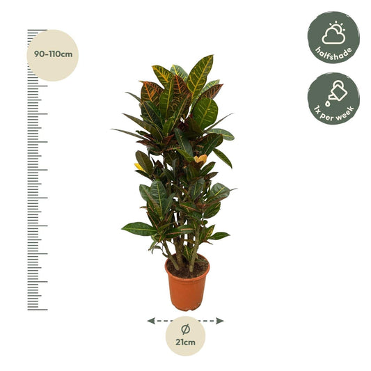 Codiaeum (Croton) Petra verzweigt – 100 cm – Ø21 - Botanic-Vibes