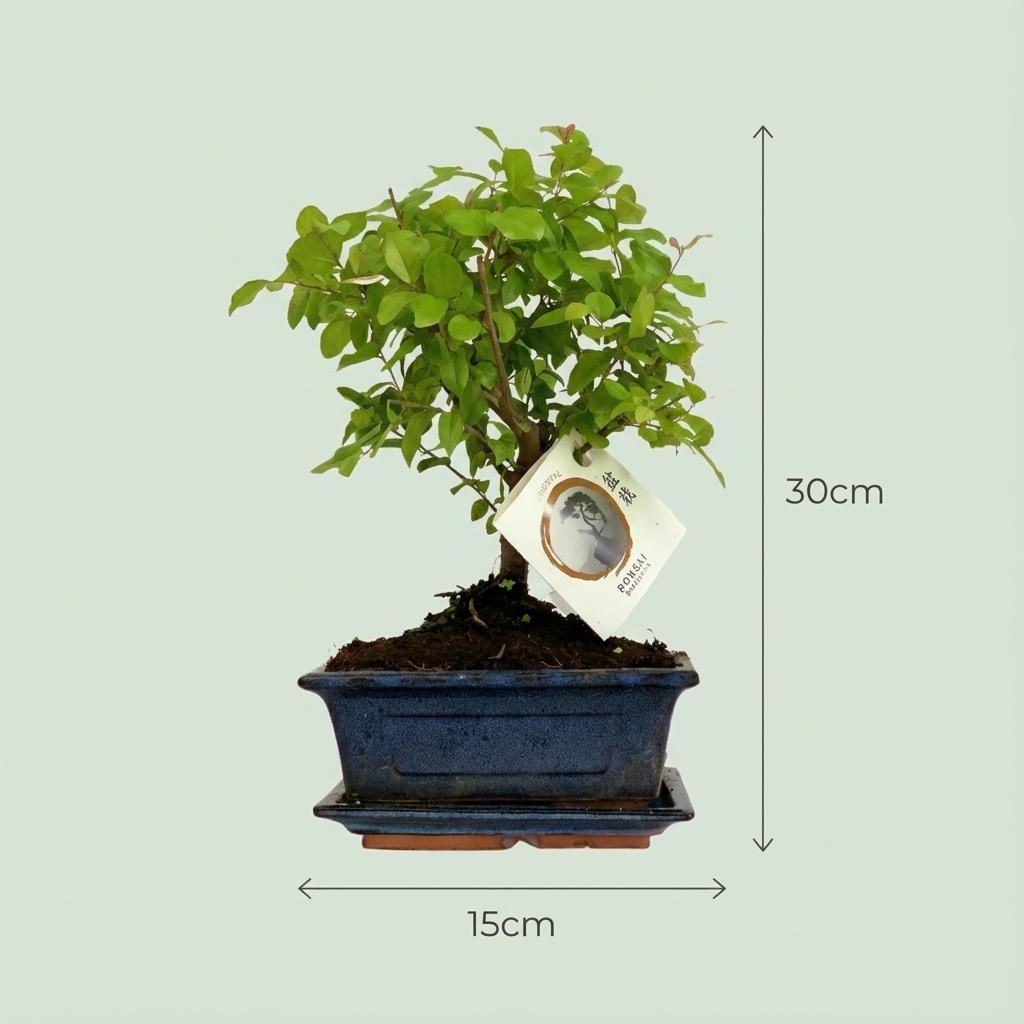 Bonsai Kugelform Baum, 2 Stück, 25-30 cm (Keramik-Mix)