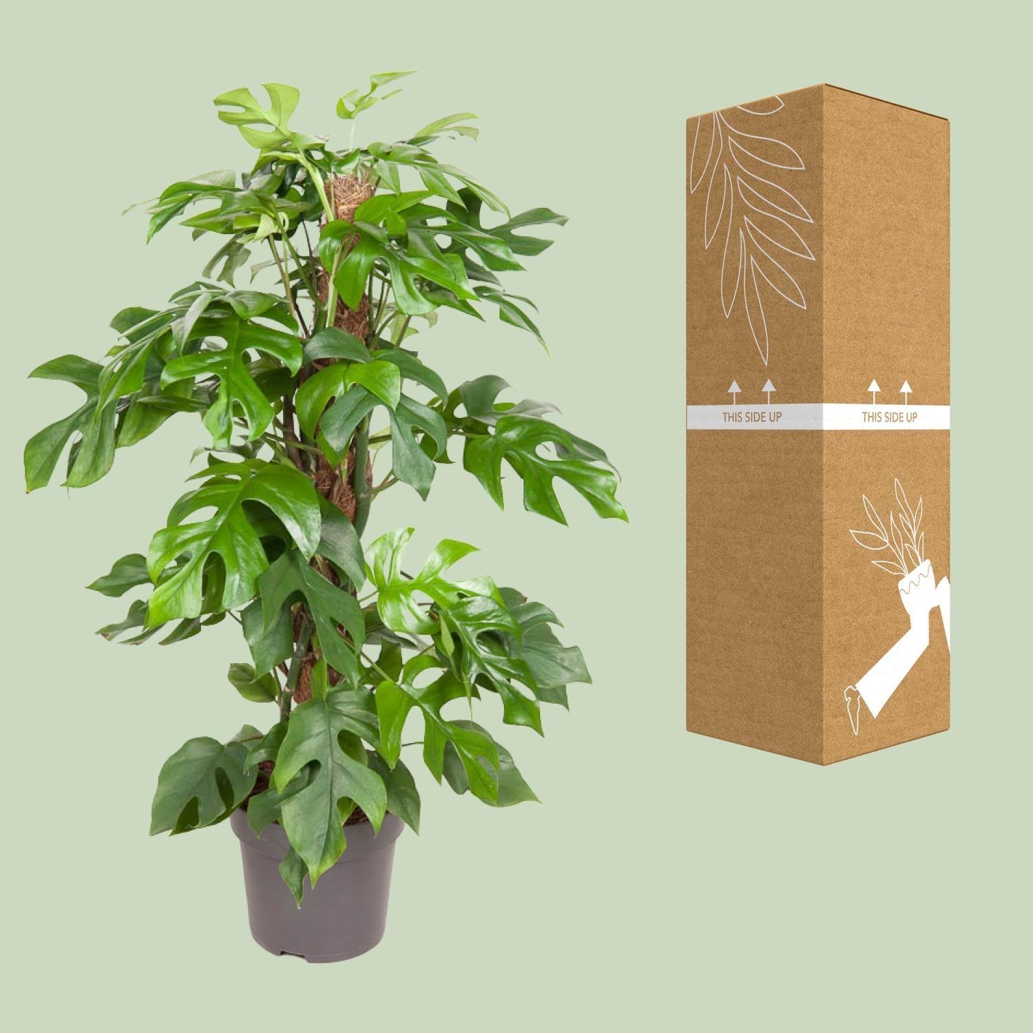 Monstera Minima, Ø19 cm, 80 cm
